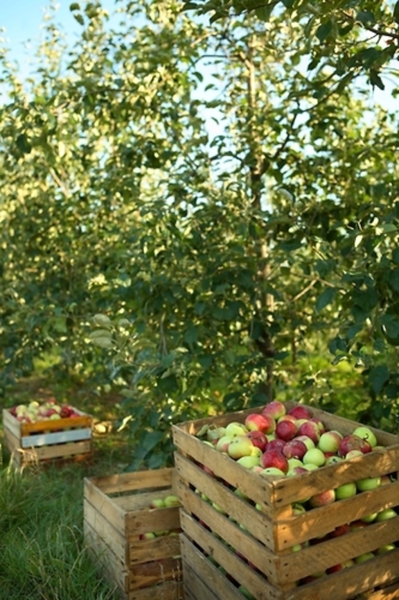 W sadzie na trawie pod drzewami stoją cztery drewniane skrzynie wypełnione jabłkami