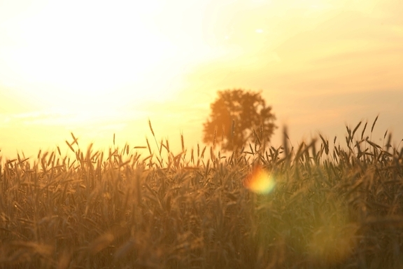 Rozświetlone światłem słońca łany zbóż. Po prawej stronie zdjęcia widać drzewo z rozłorzystą koroną