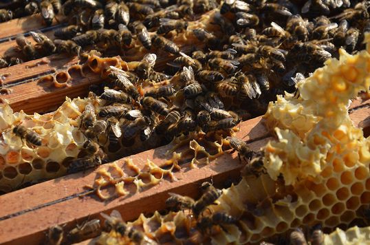 Pszczoły na ramkach z woskiem
