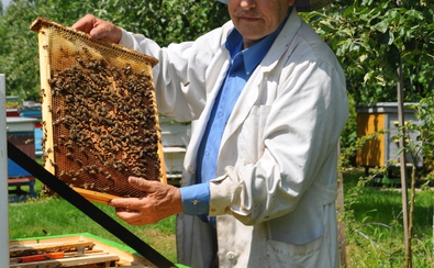 Starszy mężczyzna w fartuchu roboczym i kapeluszu pszczelarskim stoi przy otwartym ulu. Trzyma w ręku ramkę z plastrem miodu.