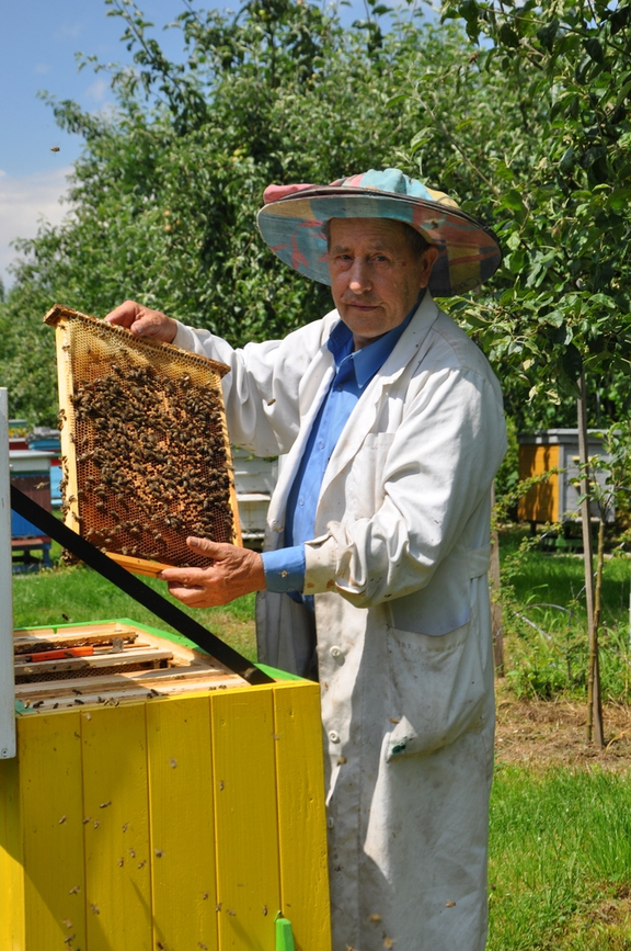 Starszy mężczyzna w fartuchu roboczym i kapeluszu pszczelarskim stoi przy otwartym ulu. Trzyma w ręku ramkę z plastrem miodu.