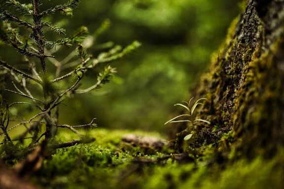 Mech w lesie i kora drzewa - zdjęcie z bliska