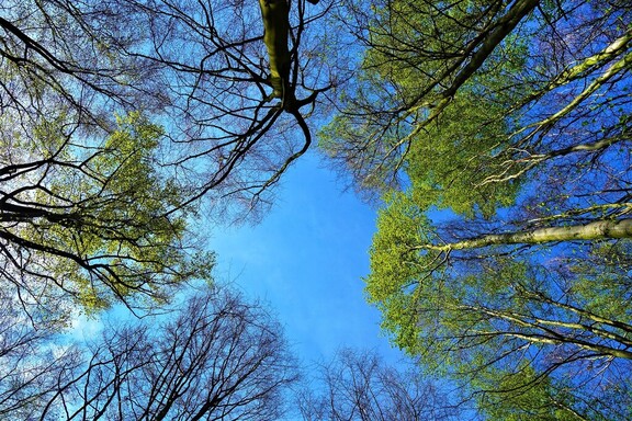 Drzewa na tle błękitnego nieba
