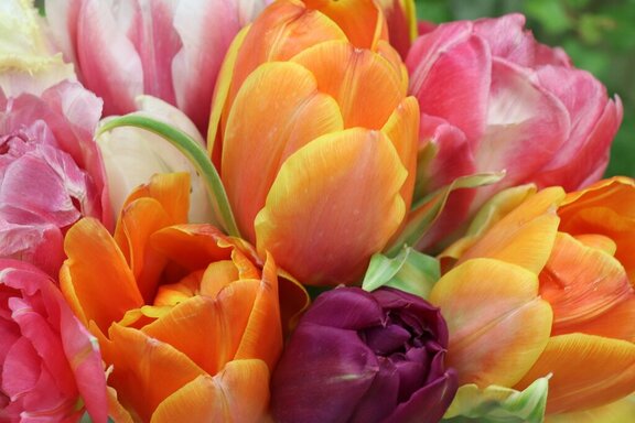 tulips-g13dda20ff_1920.jpg
