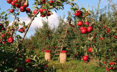 Dojrzałe jabłka na jabłoniach w sadzie. Pod jedną z jabłoni stoją dwa wielkie kosze z zebranymi owocami. O drzewo oparta jest drabina