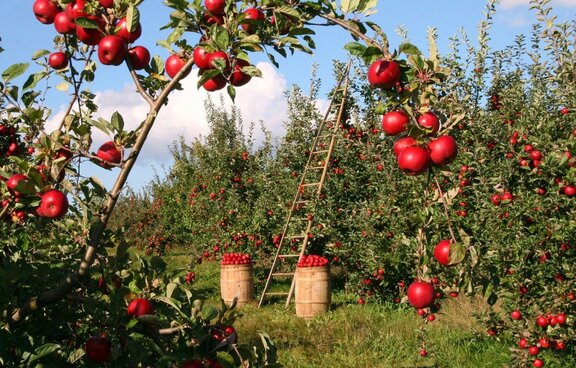 Dojrzałe jabłka na jabłoniach w sadzie. Pod jedną z jabłoni stoją dwa wielkie kosze z zebranymi owocami. O drzewo oparta jest drabina
