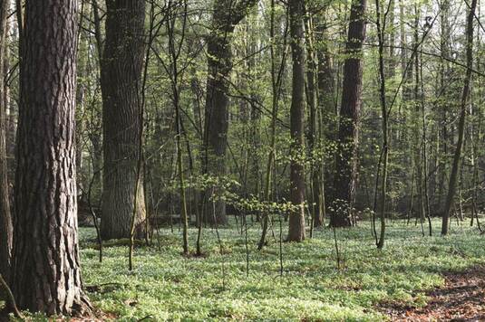 Wiosenny widok na runo leśne i drzewa  