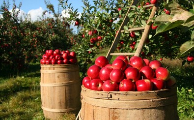 jabłka w beczkach, które stoją w sadzie owocowym