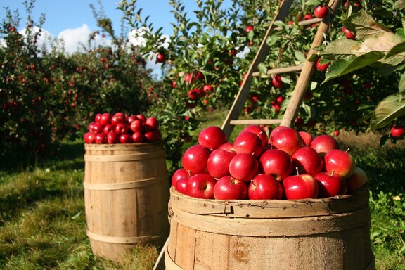 jabłka w beczkach, które stoją w sadzie owocowym