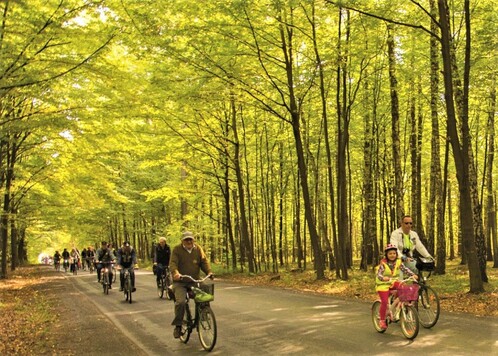 Ludzie na rowerach jadą leśną ścieżką