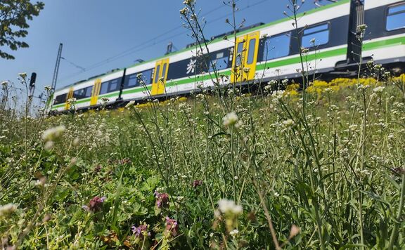 pociąg w zielono-żółto-białych barwach mazowieckiego przewoźnika na trasie