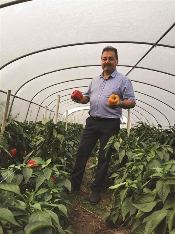 mężczyzna pokazuje papryki, stoi w tunelu z warzywami