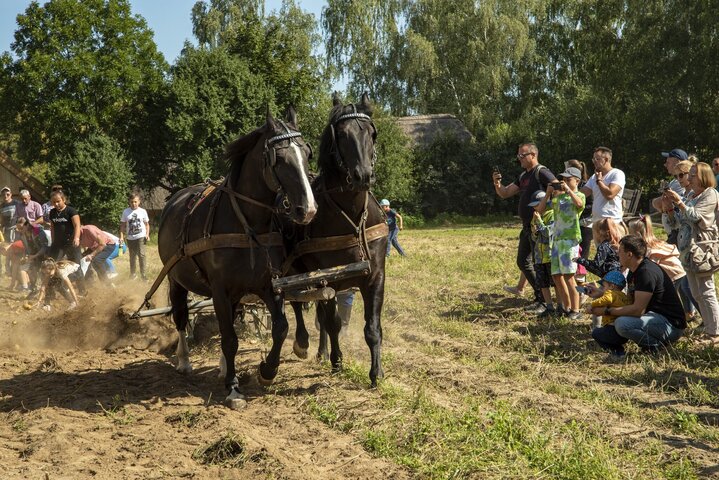 Konie zaprzężone do kopaczki, za nimi zbierający ziemniaki, obok zwiedzający