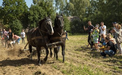 Konie zaprzężone do kopaczki, za nimi zbierający ziemniaki, obok zwiedzający
