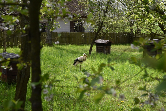 bocian stoi w trawie na terenie zagrody w skansenie w Sierpcu