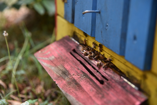 Pszczoły wlatujące do ula