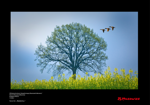 Trzy ptaki lecące nad drzewem rosnącym na polu rzepaku