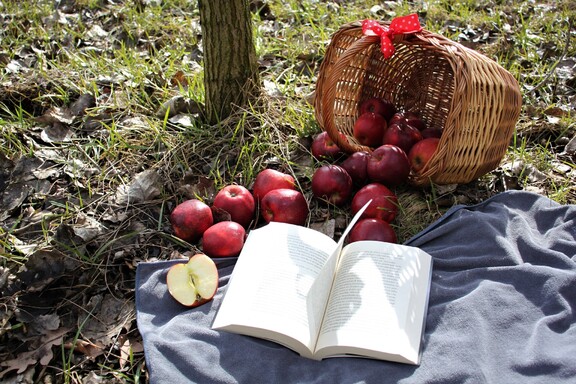 Jabłka grójeckie leżą pod drzewem obok koszyk koc i książka